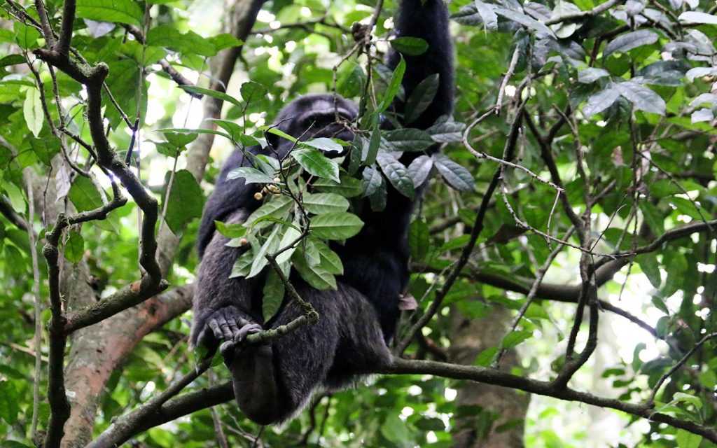 Kibale Forest National Park