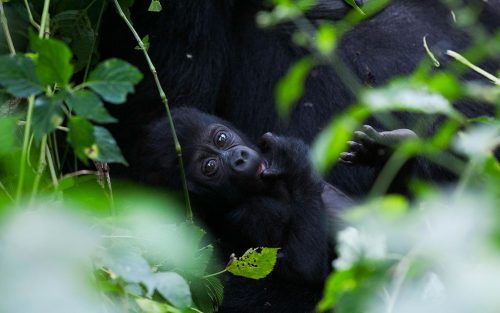 safaris in uganda, gorilla trekking tours, mountain gorilla tours, gorilla trek uganda, rwanda gorilla tour, gorilla tracking uganda, safaris africa, gorilla camp, buhoma, murchison national park
