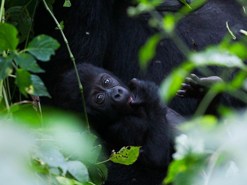 safaris in uganda, gorilla trekking tours, mountain gorilla tours, gorilla trek uganda, rwanda gorilla tour, gorilla tracking uganda, safaris africa, gorilla camp, buhoma, murchison national park
