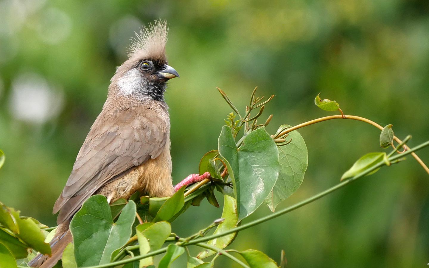 BIrd Watching Experiences