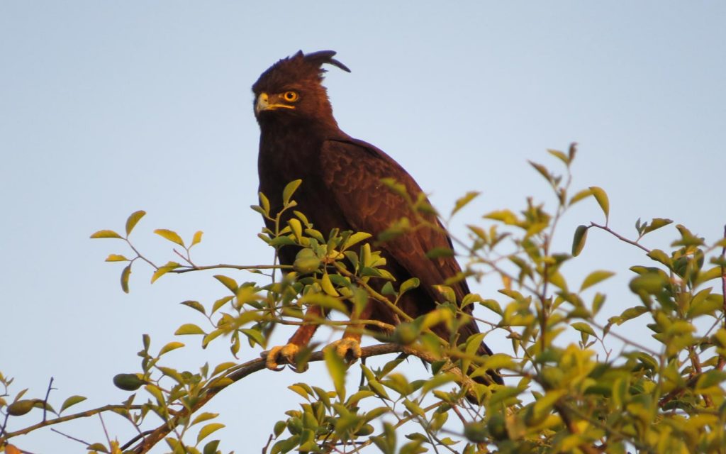 birds of uganda - biding in lake mburo national park-Bird Watching