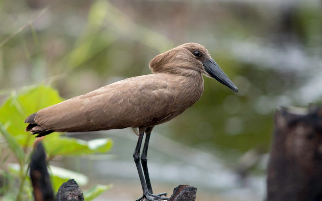 birds in uganda - birds in kidepo