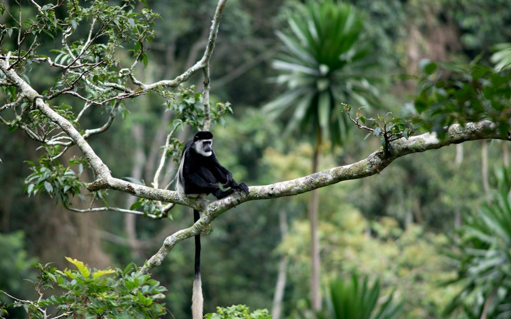 chimpanzees-Uganda National Parks 