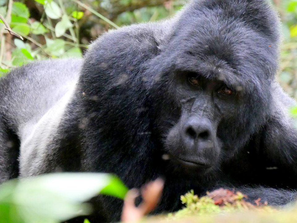 tree climbing lions, uganda tours, lake mburo, mgahinga gorilla national park, lions climbing trees, gorilla families, game safari, kyambura game lodge, best time to visit uganda, gorilla tour