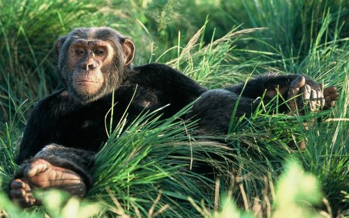 african safari tours, can lions climb trees, do lions climb trees, safari tour, safari trip, rwanda gorilla trek, gorilla travel, bujagali falls, gorilla safari, rwanda gorilla trekking