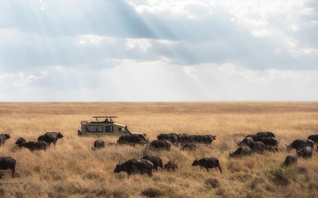Wildlife Game Drives