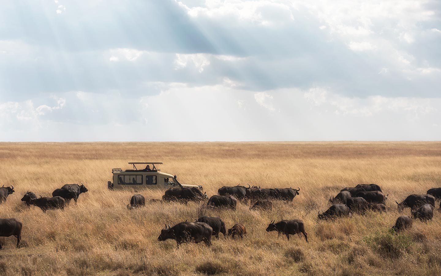 Wildlife Game Drives