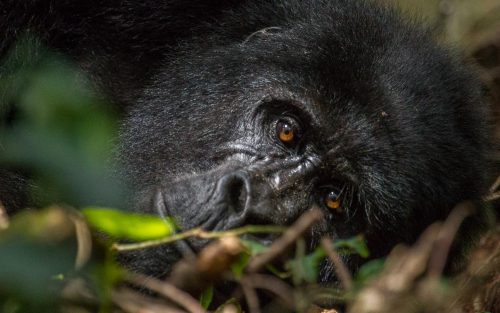 uganda gorilla trekking, rwanda gorilla, african safari packages, african safari trip, impenetrable forest, gorilla mountain, gorilla trek, kidepo, queen elizabeth park uganda, paraa lodge