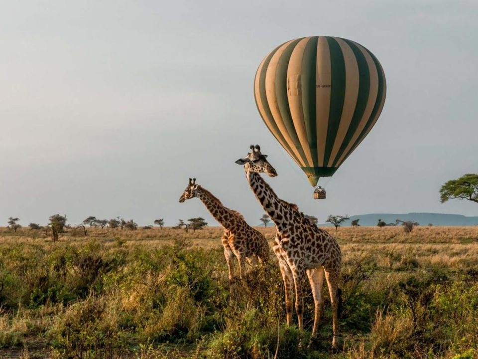 uganda gorilla trekking, rwanda gorilla, african safari packages, african safari trip, impenetrable forest, gorilla mountain, gorilla trek, kidepo, queen elizabeth park uganda, paraa lodge