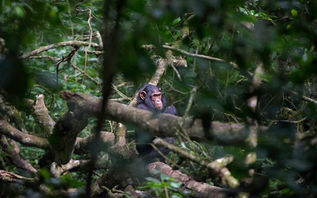 chimpanzee trekking in Uganda