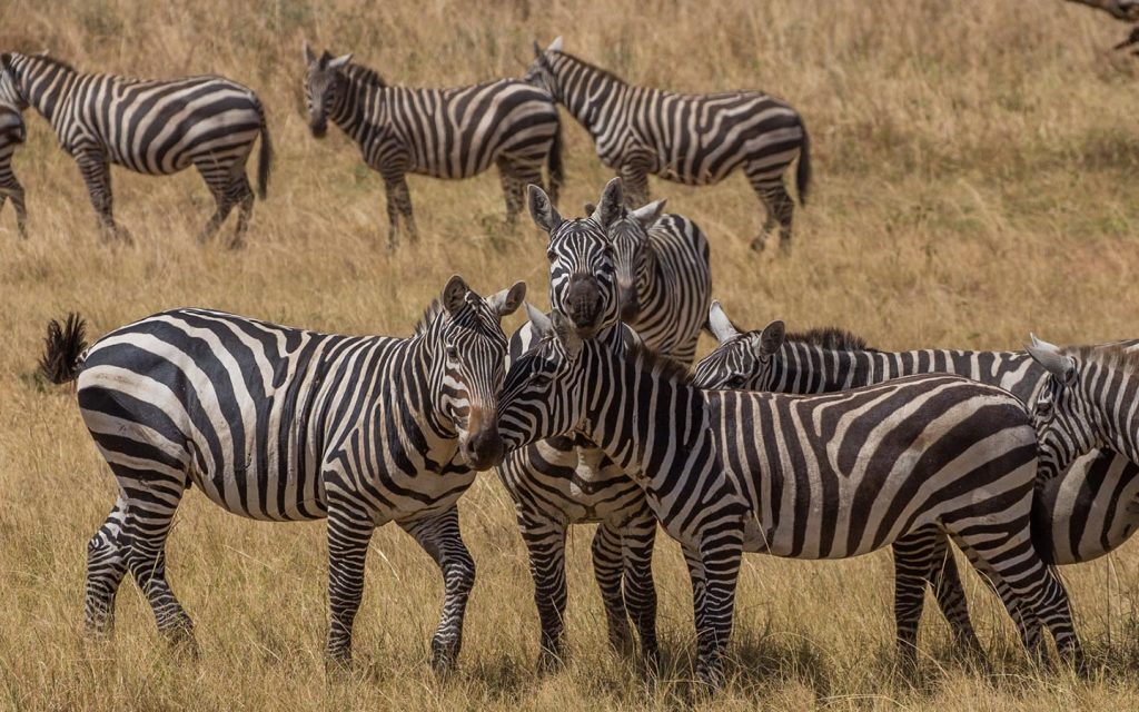 african safari tours, can lions climb trees, do lions climb trees, safari tour, safari trip, rwanda gorilla trek, gorilla travel, bujagali falls, gorilla safari, rwanda gorilla trekking