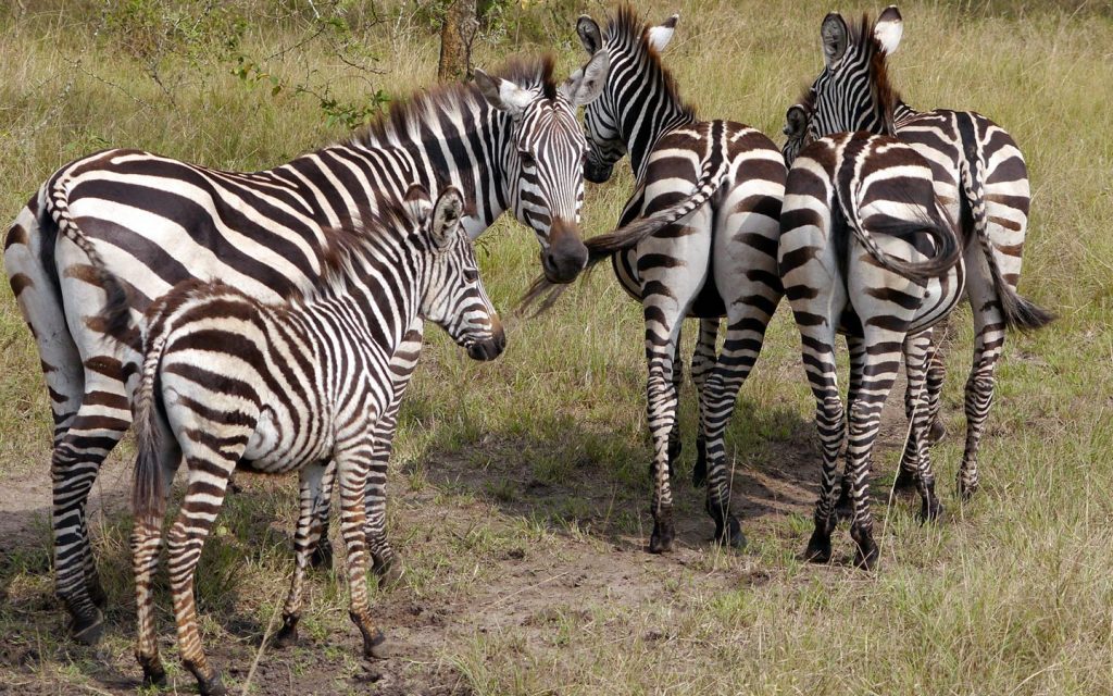 Lake Mburo National Park