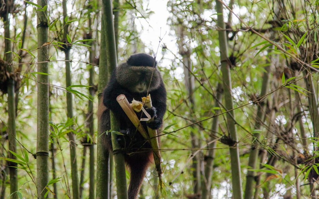 Golden Monkey Tracking