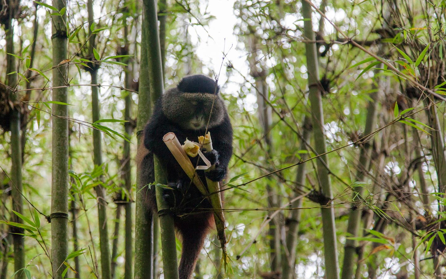 Golden Monkey Tracking