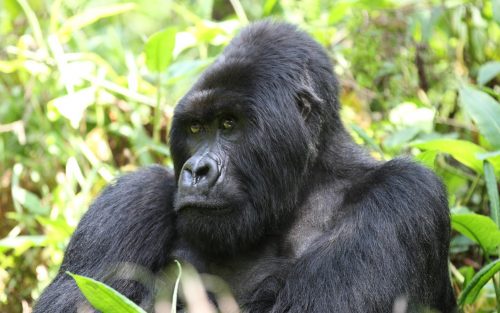 safaris in uganda, gorilla trekking tours, mountain gorilla tours, gorilla trek uganda, rwanda gorilla tour, gorilla tracking uganda, safaris africa, gorilla camp, buhoma, murchison national park