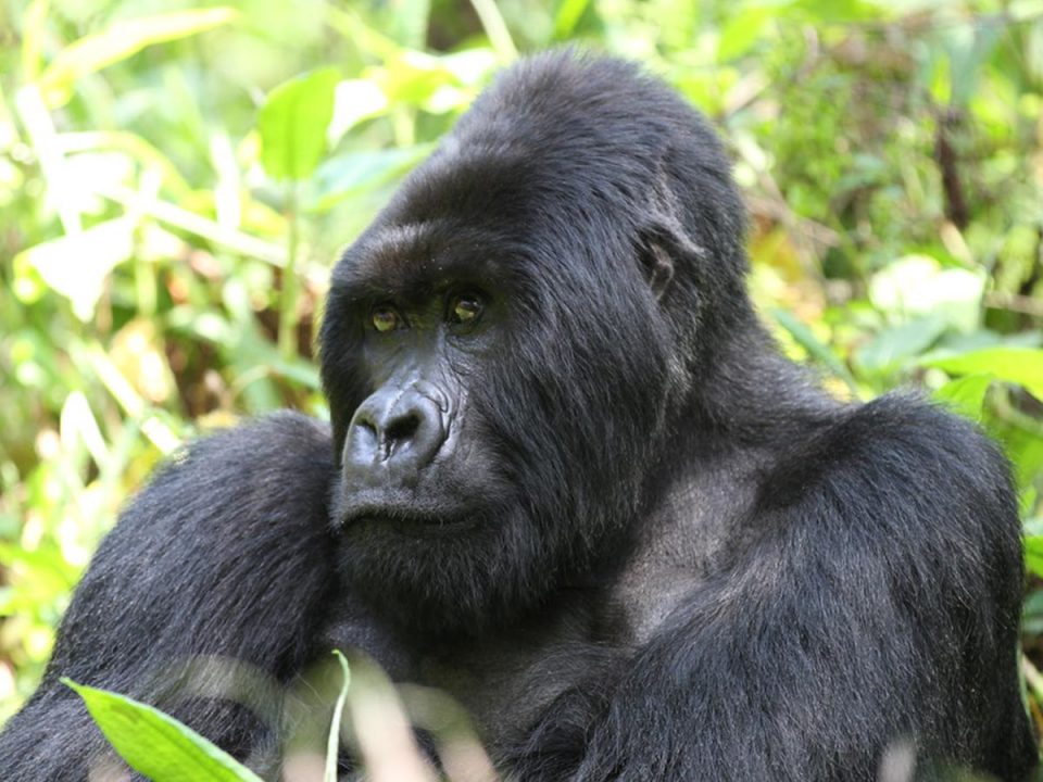 safaris in uganda, gorilla trekking tours, mountain gorilla tours, gorilla trek uganda, rwanda gorilla tour, gorilla tracking uganda, safaris africa, gorilla camp, buhoma, murchison national park