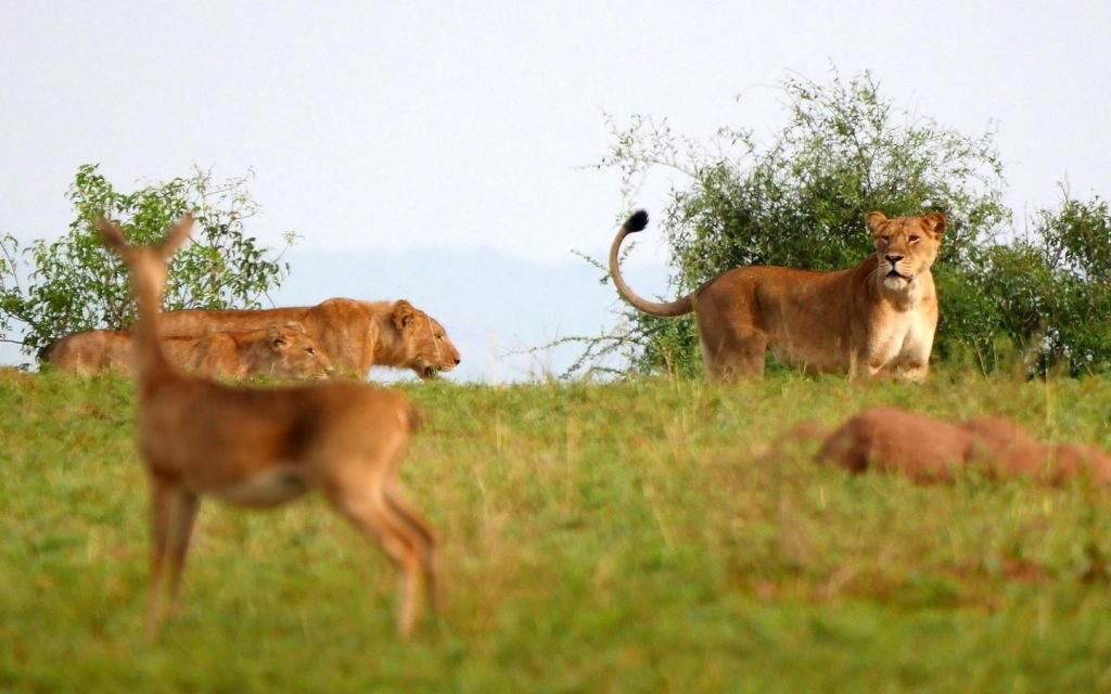 Murchison Falls National Park