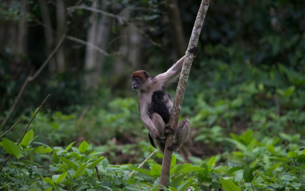 uganda gorilla trekking, rwanda gorilla, african safari packages, african safari trip, impenetrable forest, gorilla mountain, gorilla trek, kidepo, queen elizabeth park uganda, paraa lodge