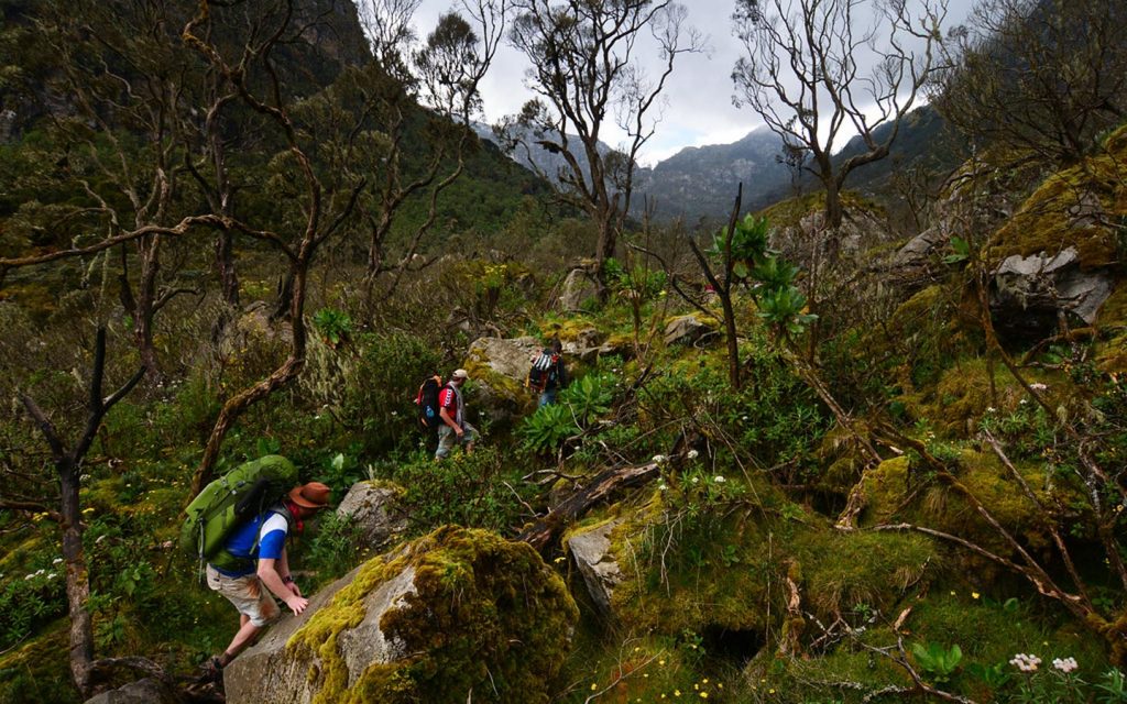 hiking mountain rwenzori