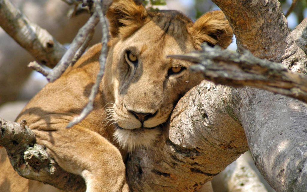 Uganda- tree climbing lions queen elizabeth national park