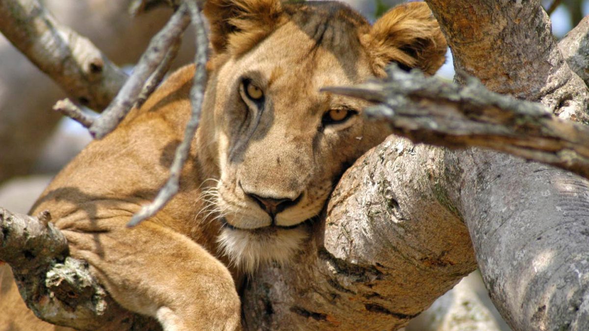 tree climbing lions, uganda tours, lake mburo, mgahinga gorilla national park, lions climbing trees, gorilla families, game safari, kyambura game lodge, best time to visit uganda, gorilla tour