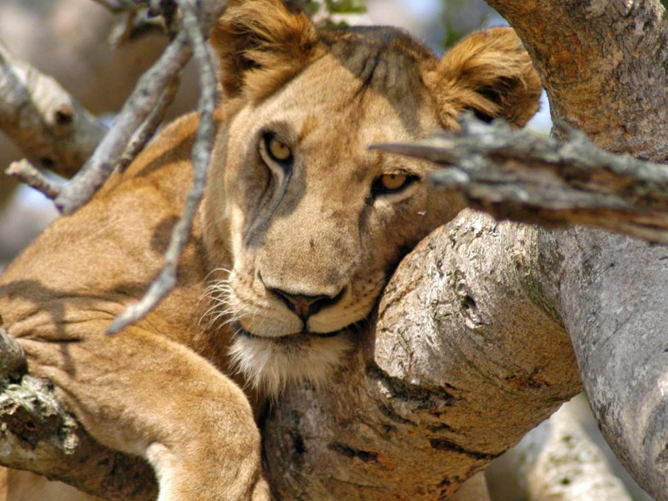 tree climbing lions, uganda tours, lake mburo, mgahinga gorilla national park, lions climbing trees, gorilla families, game safari, kyambura game lodge, best time to visit uganda, gorilla tour