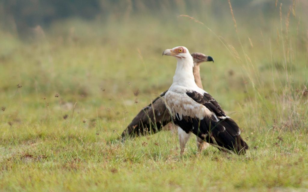 Uganda Gorilla and Wildlife Safari - birds in murchison-Bird Watching