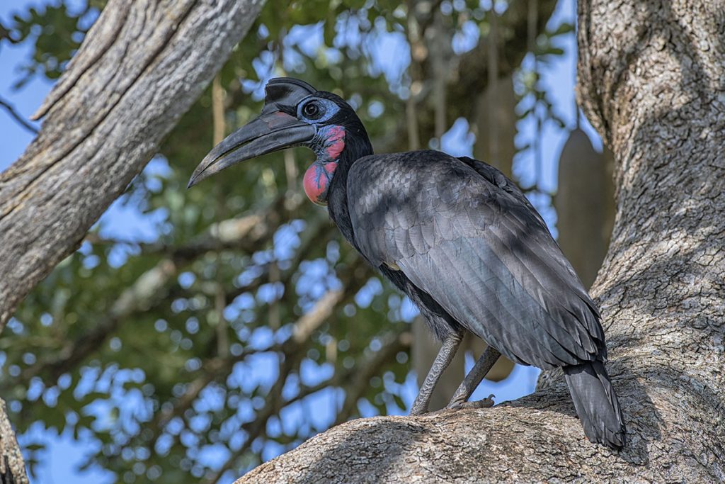 hornbill in kidepo valley national park