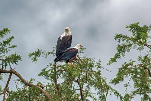 safaris in uganda, gorilla trekking tours, mountain gorilla tours, gorilla trek uganda, rwanda gorilla tour, gorilla tracking uganda, safaris africa, gorilla camp, buhoma, murchison national park