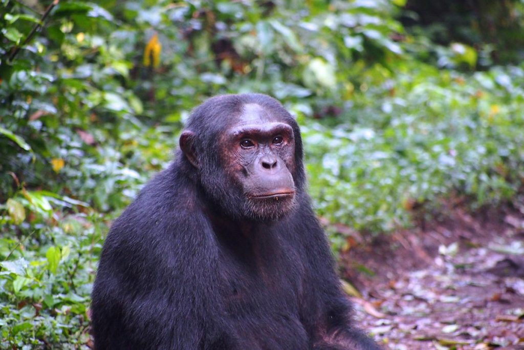 kibale forest national park chimpanzees