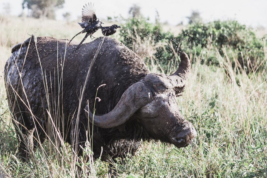 buffalos kidepo valley national park