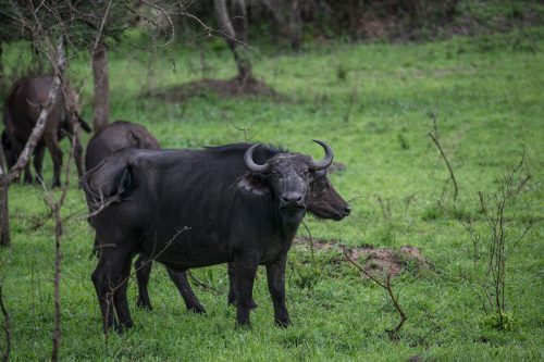 Lake Mburo and Jinja Safari