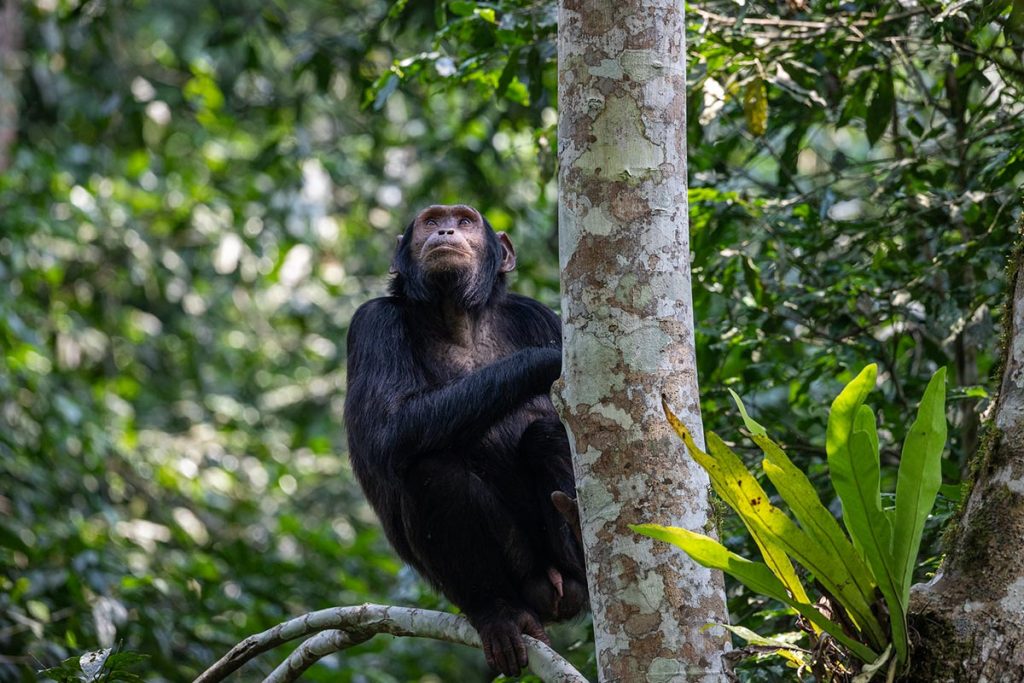 Chimpanzee Tracking