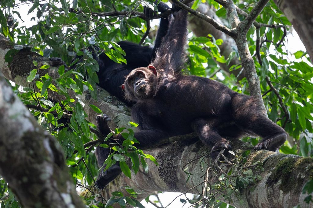 chimpanzee tracking in kibale forest national park