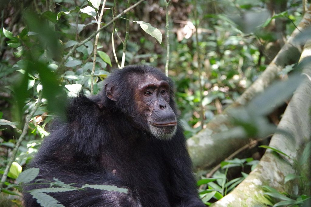 chimpanzee in kibale forest national park - chimpanzee tracking safari