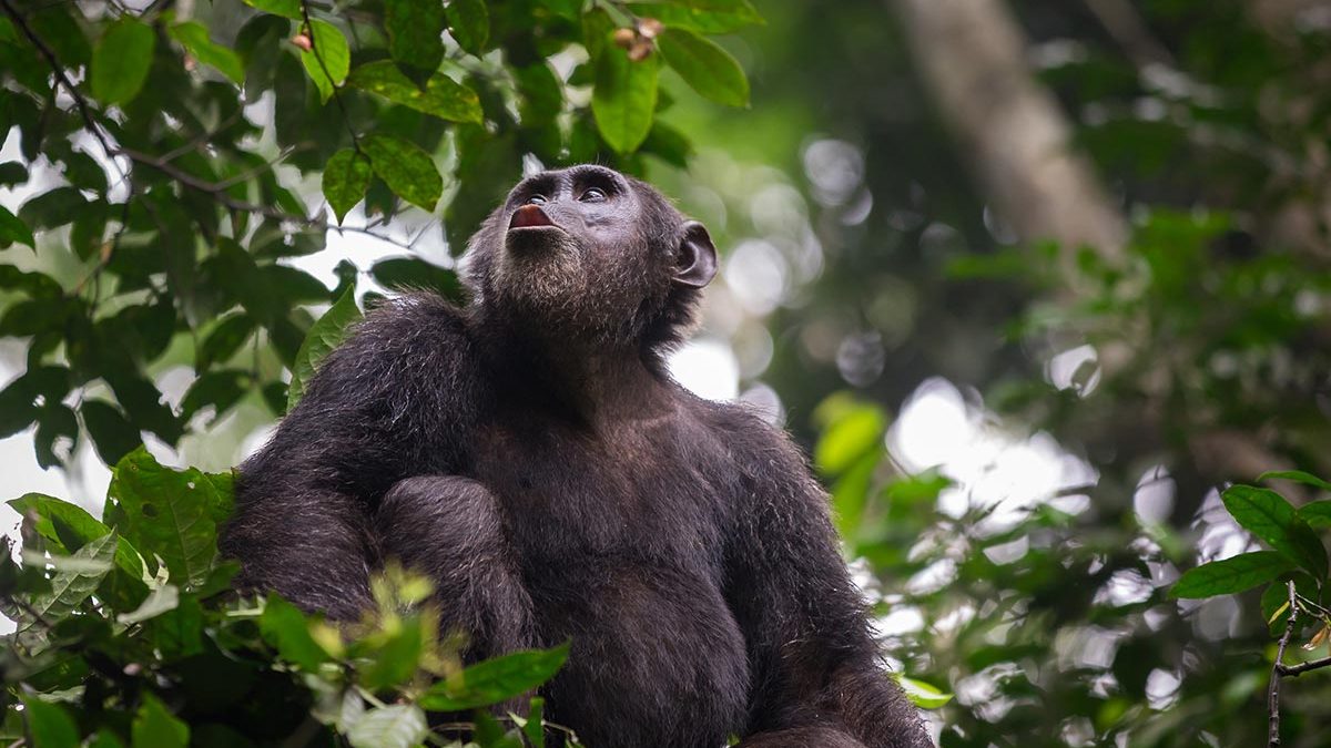 uganda gorilla trekking, rwanda gorilla, african safari packages, african safari trip, impenetrable forest, gorilla mountain, gorilla trek, kidepo, queen elizabeth park uganda, paraa lodge