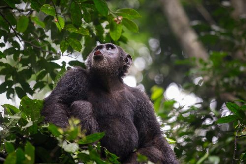 5 Days Chimps and Gorilla Safari