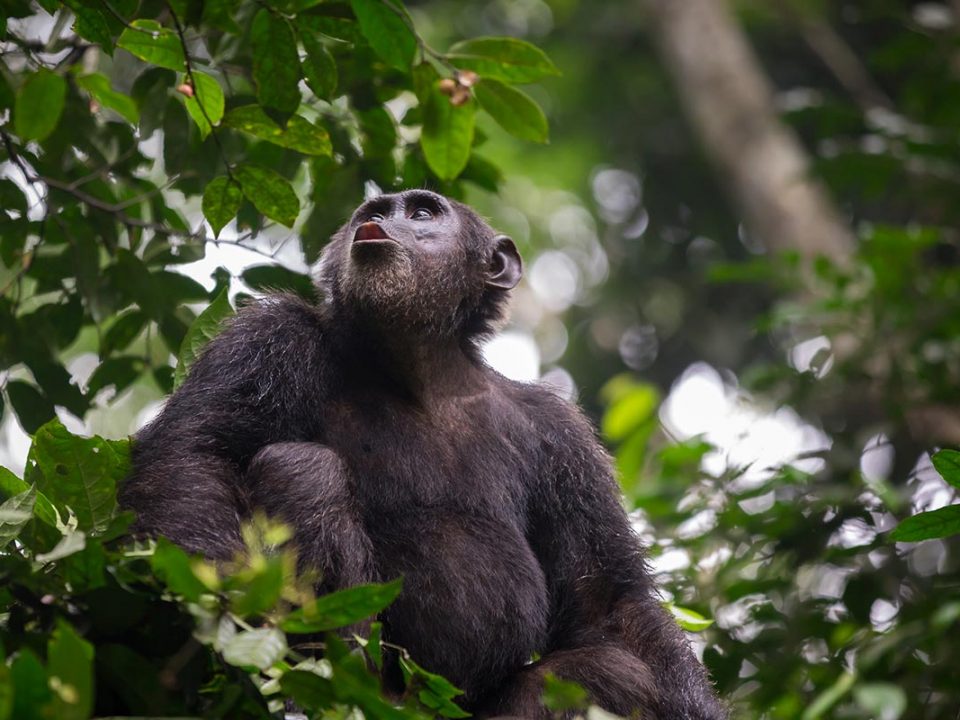 uganda gorilla trekking, rwanda gorilla, african safari packages, african safari trip, impenetrable forest, gorilla mountain, gorilla trek, kidepo, queen elizabeth park uganda, paraa lodge