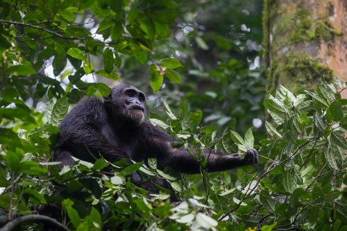 african safari tours, can lions climb trees, do lions climb trees, safari tour, safari trip, rwanda gorilla trek, gorilla travel, bujagali falls, gorilla safari, rwanda gorilla trekking