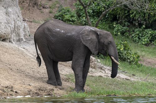 tree climbing lions, uganda tours, lake mburo, mgahinga gorilla national park, lions climbing trees, gorilla families, game safari, kyambura game lodge, best time to visit uganda, gorilla tour