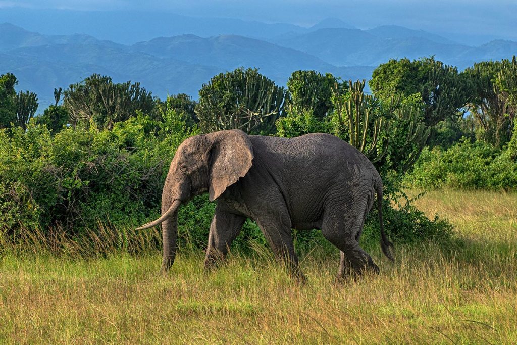 Elephants in Queen Elizabeth National park