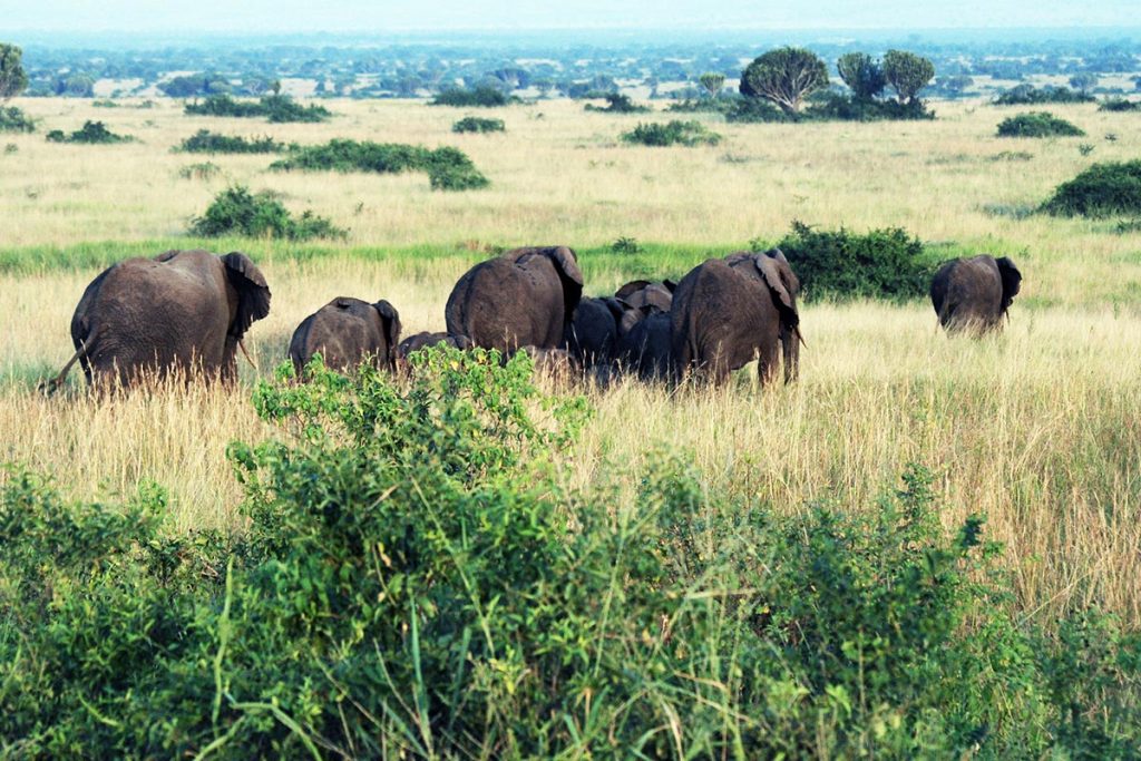elephants in Queen Elizabeth national park