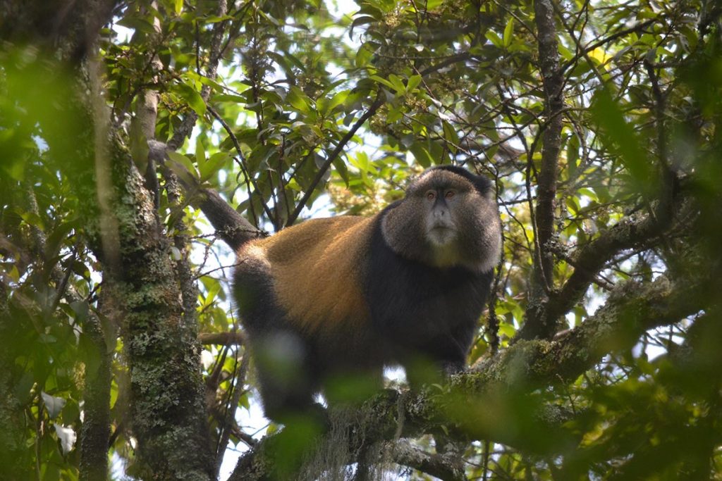 Golden Monkey Tracking 