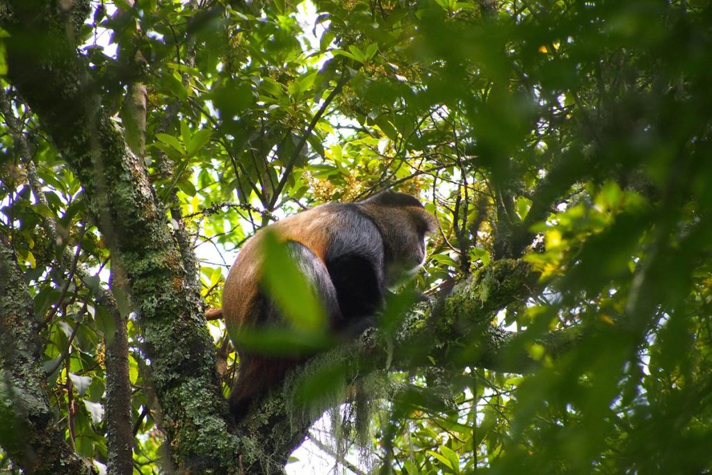 Golden Monkeys in Mgahinga National Park