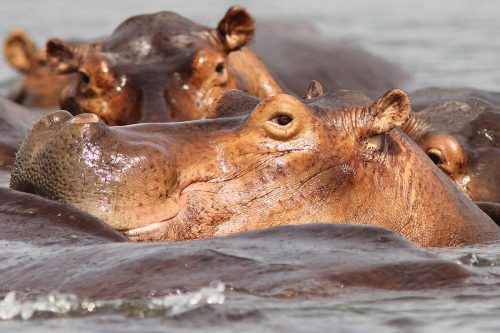 hippos-image