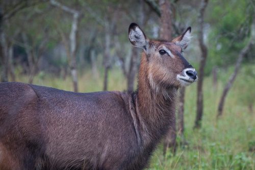 Explore Lake Mburo National Park