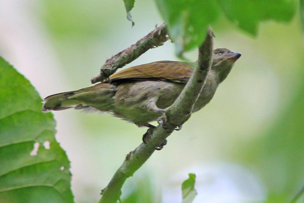 Semliki National Park