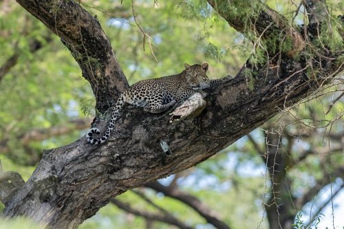 african safari tours, can lions climb trees, do lions climb trees, safari tour, safari trip, rwanda gorilla trek, gorilla travel, bujagali falls, gorilla safari, rwanda gorilla trekking