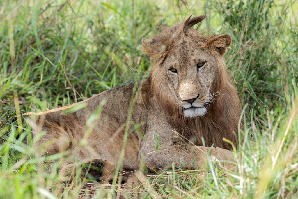 lion in Kidepo valley National park