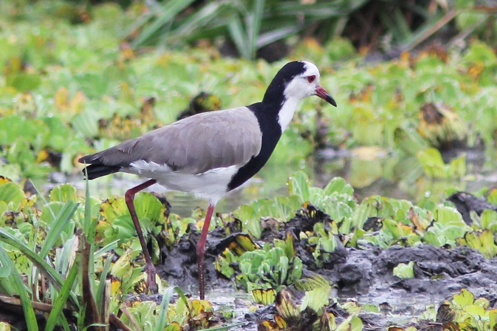 birdlife in lake mburo